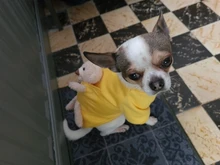 Sweater Jersey Pet-Dog-Clothes Yorkies Small Dogs Winter Dog Chihuahua Teddy Spring New