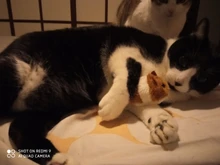 Nuevo 1PC juguete bonito para gato de peluche de felpa de juguete de la circulación ratón gatitos y mascotas divertido movimiento rata poco interactivo mordida juguete