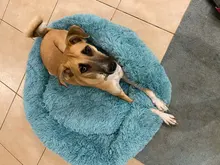 Perrera larga de felpa supersuave para mascotas, saco de dormir redondo, tumbona para casa de gatos, cesta de sofá cálido de invierno para perros pequeños, medianos y grandes