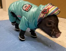 4 unids/set zapatos para perros de invierno de perro caliente botas de nieve zapatos de cuero de la PU para perros pequeños perros Chihuahua impermeable antideslizante cachorro para mascotas zapatos