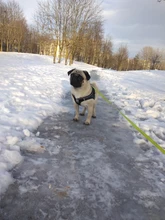 Arnés de perrito arneses de perro mascota reflectante para perros Bulldog francés Chihuahua ajustable perro de Seguridad entrenamiento chaleco para andar sin tirones