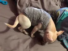 Jacket Outfits Dog Coat Pug-Costume Small Dogs Soft Chihuahua Cartoon Fleece Winter Warm