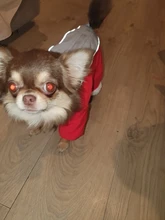 Winter Overalls for Dogs Warm Waterproof Pet Jumpsuit Trousers Male/ Female Dog Reflective