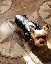 Jacket Dog-Coat Puppy Eagle-Pattern Waterproof Outdoor Outerwear Pet Small Soft Fashion