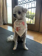 Pañuelo para perro, accesorios para perro, dibujo de fruta, piña, algodón, a cuadros, lavable, babero para perro y gato