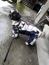 Coat Jacket Puppy Pet-Dog French Bulldog Small Dogs Waterproof Winter Super Cotton 