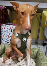 Harness Vest Belt Chest-Strap Dog-Training-Reflective Big-Dogs Adjustable Outdoor 