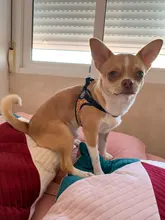 Seat-Belt Harnesses Stunt Puppy Bull Small-Pet Terrier Printed Dogs Chihuahua Shih Tzu