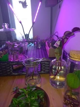 LED Grow Light USB Phyto Lamp Full Spectrum Grow Tent Complete Kit Phytolamp for Plants