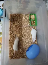 Nest Mouse-House Wooden Cute Small Pet Pet-Sleeping Comfortable Warm And 1pcs Colored