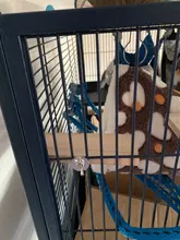 Soporte de madera plataforma juguetes pájaros mascotas estante para el loro hámster perchas pata molienda jaula limpia accesorios para jerbos ratones juguetes de madera