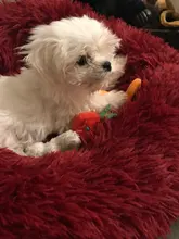 Cama extraíble para perros y gatos, cama redonda calmante para mascotas, cojín lavable, tumbona para perros y gatos pequeños y grandes