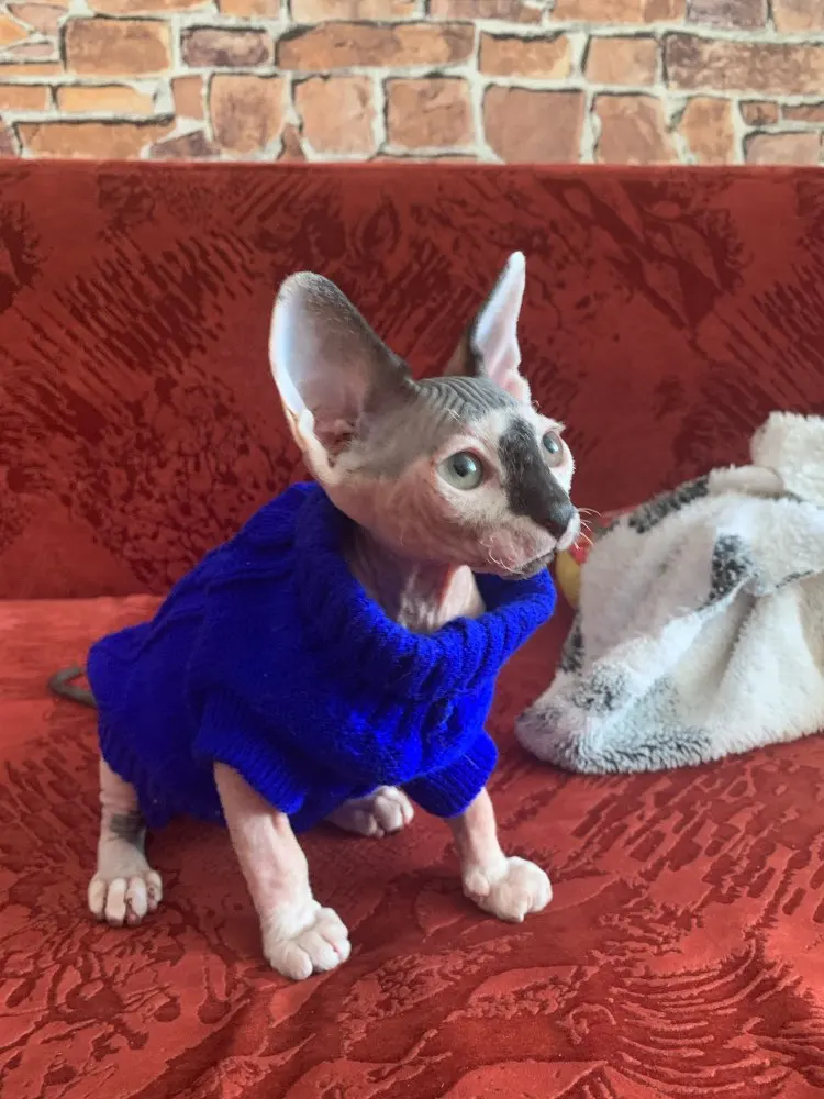 Angelic Sphynx Cat winter sweater in different colors