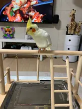 Parrot Standing Training Frame Bird Playground with Food Tray Pet Supplies PXPC