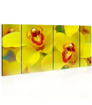 

Picture-Orchids-intensity of yellow color