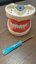 Modelo de enseñanza Dental de Modelo Dental, modelo estándar con mordedores de 32 tornillos, goma dura suave, 28 y 24 dientes