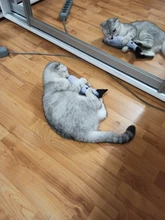 Doll-Pillow Cat-Toy Cat Mint Simulation-Fish Grass-Carp Funny New Pet-Molar