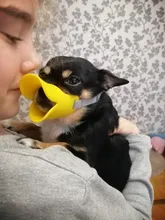 Bozal de silicona para perros, máscara bozal antimordida para perros pequeños y grandes, boquillas para la boca, accesorios de mascota perro