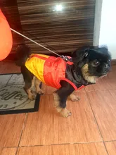 Coat Vest Jacket Puppy Outfit Pet-Dog Yorkie Warm Chihuahua Winter for Windproof Padded