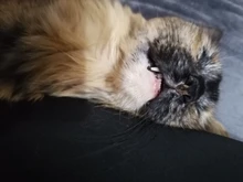 Cheap Pet Products Fish Toy Cat Scratch Board Scratching Post Catnip toys for Cat Pet