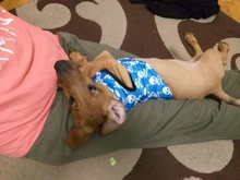 Dog Vest Pet-Supplies Down-Jacket Puppy Chihuahua Winter Windproof Small Warm Apparel