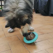 Juguetes Para Perros Dispener IQ, rompecabezas de entrenamiento de mascotas, Bola de comida para perros