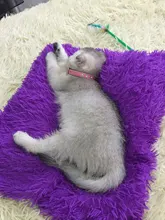 Necklaces-Accessories Collar Puppy-Products Chat Kitten Kota Small Traumdeutung for Pet-Dog