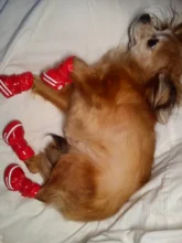 4 unids/set zapatos para perros de invierno de perro caliente botas de nieve zapatos de cuero de la PU para perros pequeños perros Chihuahua impermeable antideslizante cachorro para mascotas zapatos