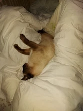 Anillos ajustables Kinitial para mujer, 1 Uds., color bronce antiguo, negro, cachorro de perro salchicha, Animal, 3D