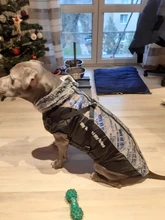 Pet-Dog-Clothes Clothing Walking-Harness Dogs Outdoor Waterproof Large Winter Medium