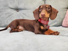 Collar de estrás para perro 3 filas de cuero de gamuza de Diamante gato cachorro 5 colores para pequeño mediano perros Chihuahua Yorkshire