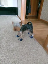 Dog-Shoes Socks Dogs Chihuahua Yorkie Snow Anti-Slip Small Winter Warm for Cats Thick