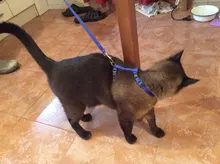 Leash-Set Harness Pet-Products Cat-Collar Adjustable Belt Dog Animals Kitten Nylon And