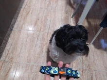 Collar de nailon personalizado para perros pequeños, medianos y grandes, con estampado colorido, correa para caminar