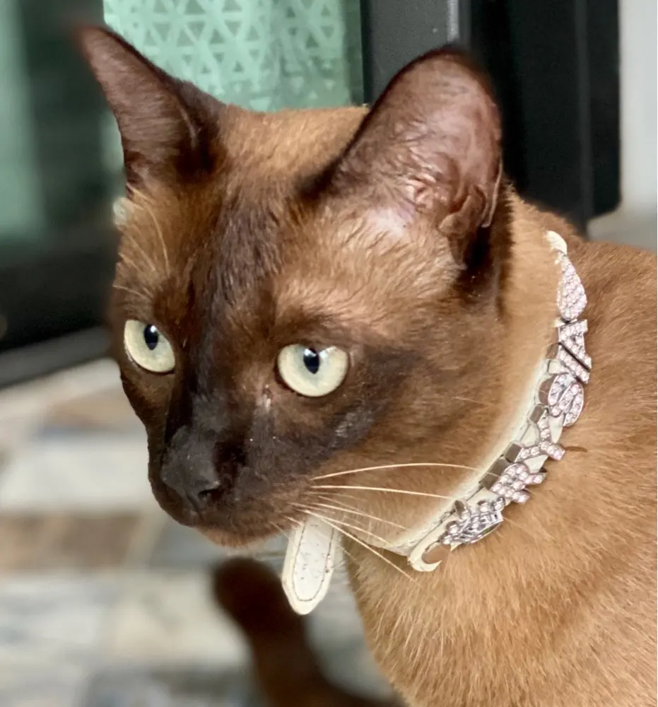 Personalized Sphynx Cat Collar With Rhinestone Buckle