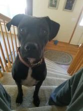 Leash Set Collars Lead Name Custom Personalized Adjustable Plaid Suit Id-Tag Faber