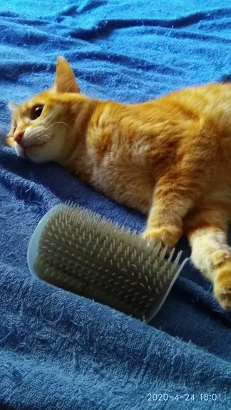 Cat Self Groomer with Cat Nip photo review