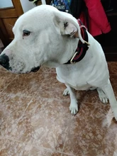 Dog-Collar Id-Plate Engraved Dogs Pitbull Custom Personalized Padded with Tag 2-Layers