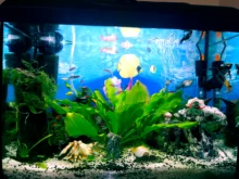 Sticker Poster Backdrop Aquarium-Decoration Fish-Tank Sea-Plants 3D Double-Sided-Ocean