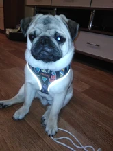 Arnés de Bulldog Francés transpirable para perros pequeños y medianos, chaleco para gatos, entrenamiento para caminar