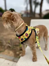 Arnés de Mascota para Bulldog Francés, correas pequeñas y medianas para perros, chaleco de cachorro francés, correa de plomo para perro que camina, productos para mascotas