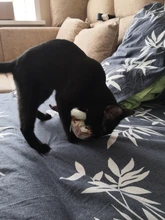 Doll-Pillow Cat-Toy Cat Mint Simulation-Fish Grass-Carp Funny New Pet-Molar