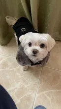 De lujo de invierno chaqueta perro cachorro perro ropa para mascotas ropa de perro abrigo Denim Jeans traje Chihuahua caniche mascota Bichón ropa 35S1