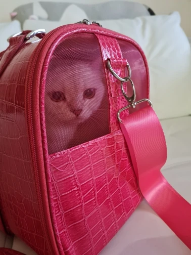 DogMEGA Small Dog Carrier Purse | Pet Carrier Bag | Cat Carrier Purse photo review