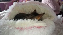Cat-Nest Basket Kennel Semi-Enclosed Cats Bed Plush-Bed Round Comfort Soft Deep-Sleep