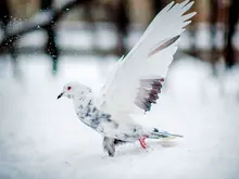 TTArtisan-lente micro individual de enfoque fijo de gran apertura, 50 mmf1.2, adecuada para interfaz E / FX/ m43/ EF-M