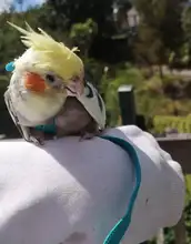 Traction-Rope Harness-Leash Birds Parrot Outdoor Anti-Bite Training for Peony Adjustable