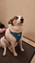 Vest Harnesses Pet-Accessories Husky Adjustable Breast-Band Reflective Large Dog 