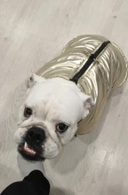 Coat Jacket Vest Bulldog-Clothing Puppy Dogs-Chihuahua French Waterproof Large Winter