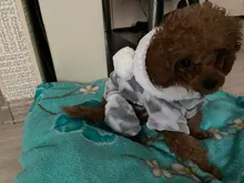 Pijamas de perros para otoño e invierno, Mono para perros pequeños, jerseys Shih Tzu Yorkshire, ropa de lana suave para cachorros y gatos